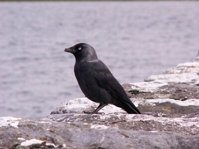 Raven crow bird photo
