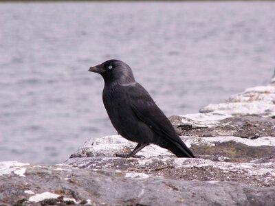 Raven crow bird