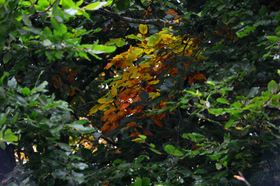 Forest green leaves green