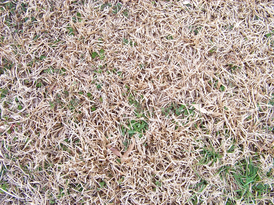 Dried natural texture