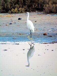 Fauna beak animal world