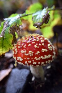 Toxic forest nature photo