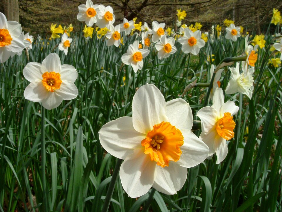 Flora spring english