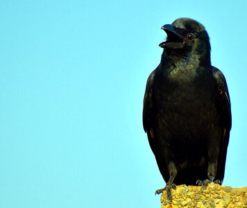 Bird common raven photo