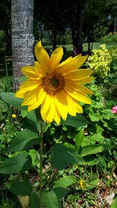 Flower sunflower sol