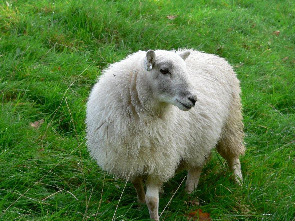 Field animal