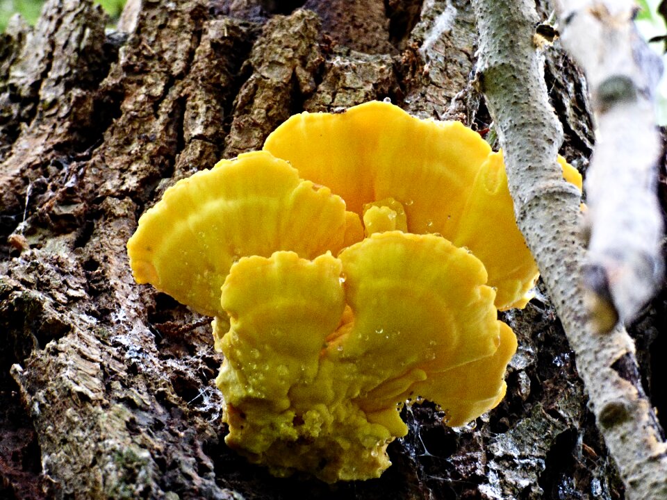 Tree forest structure