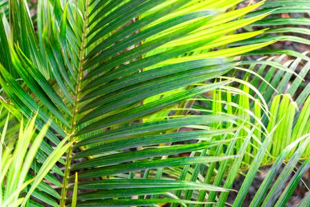 Leaves vegetation nature