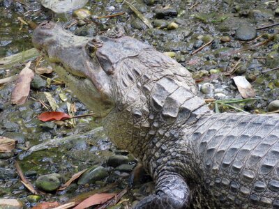 Reptile crocodile teeth