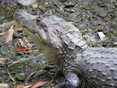 Reptile crocodile teeth photo