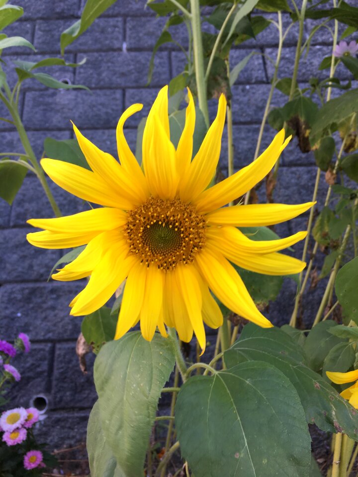 Sunflower yellow one flower