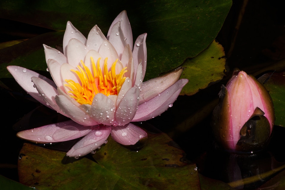 Lake rose aquatic plants petals