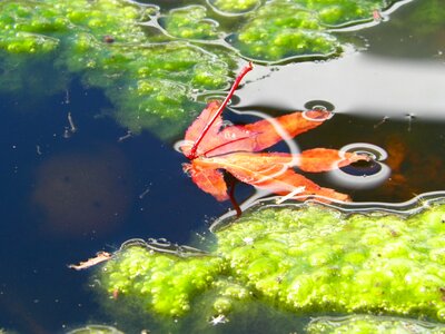 Algae nature pond