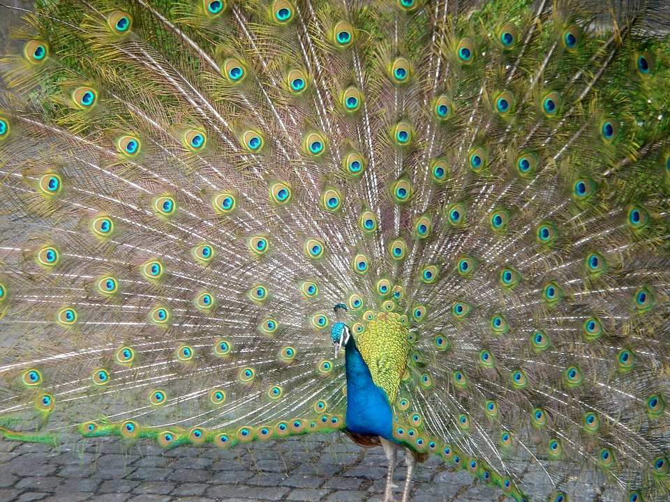 Peacock bird colors