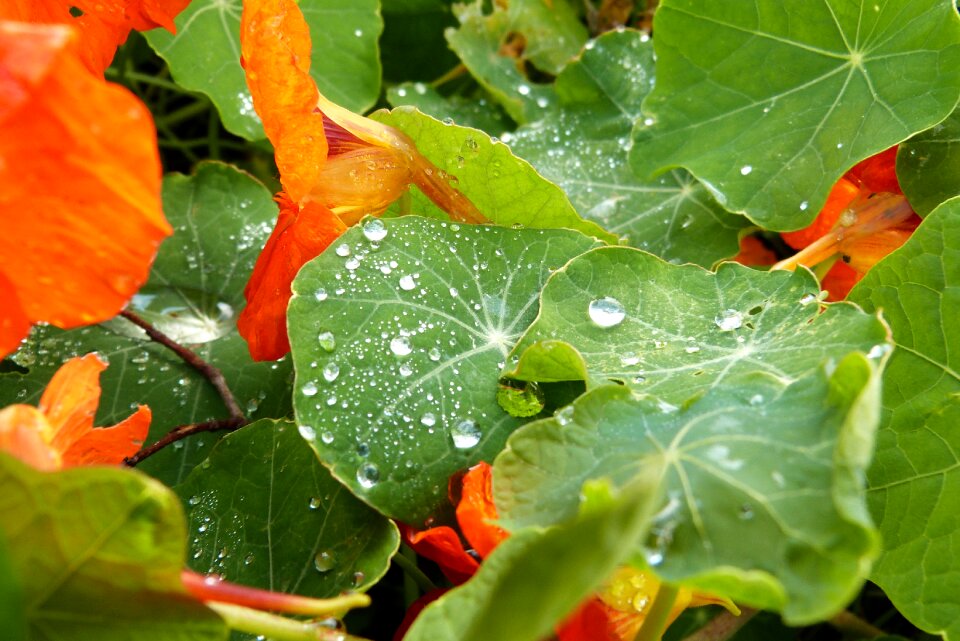 Dew bright fall