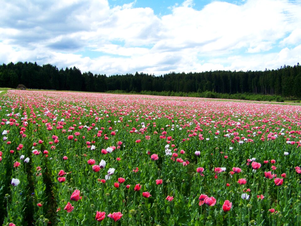 Landscape agriculture summer