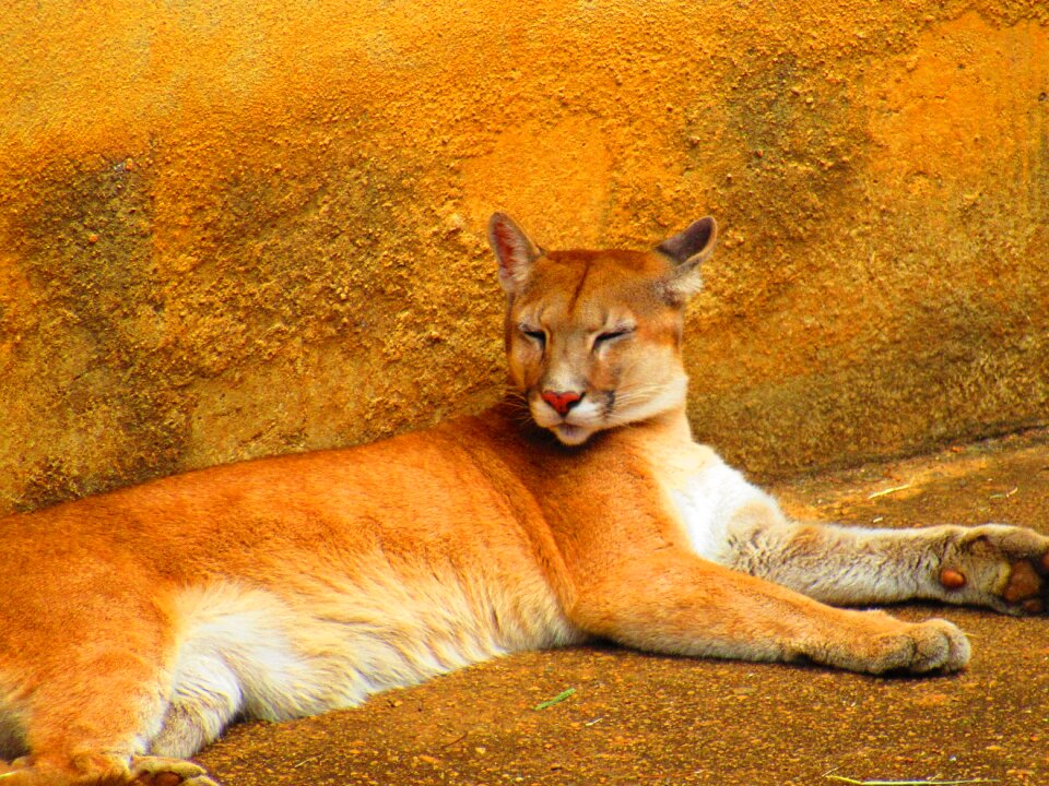 Zoo nature feline