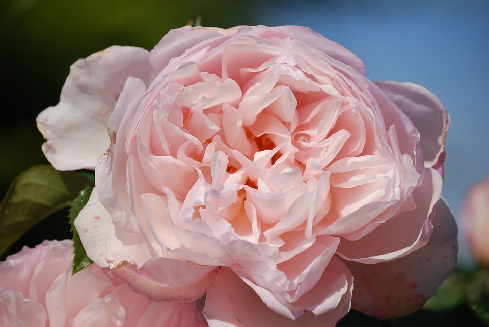 Flower beautiful fragrance