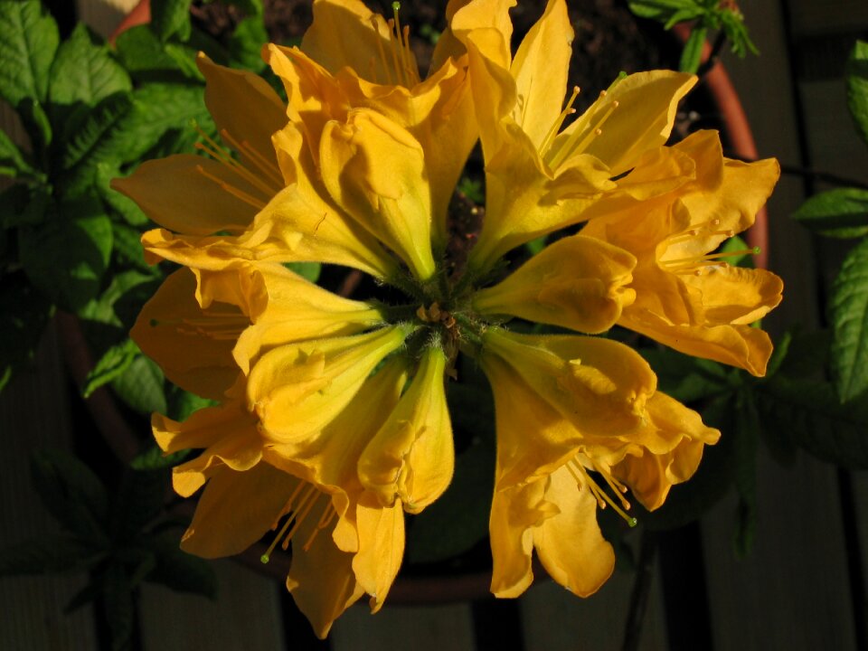 Flower yellow yellow flower