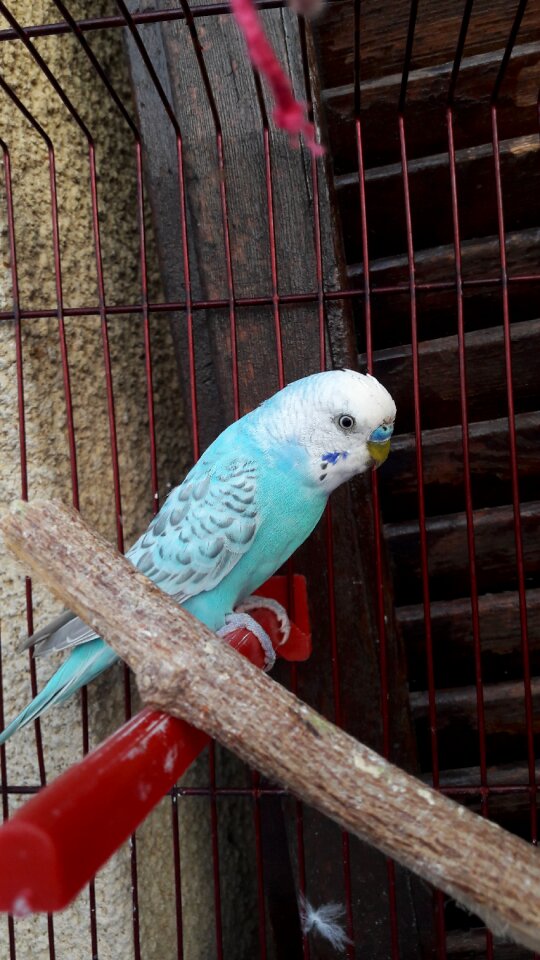 Parakeet bird blue