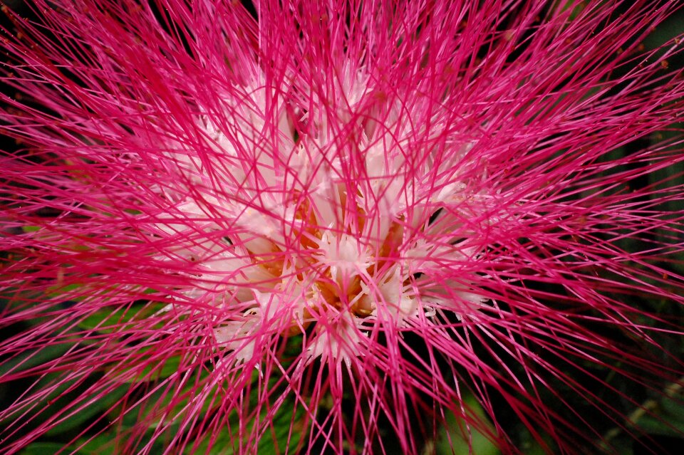 Flower pink nature