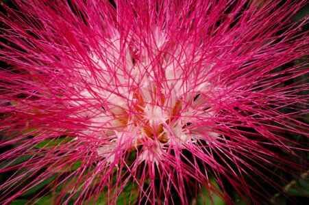 Flower pink nature