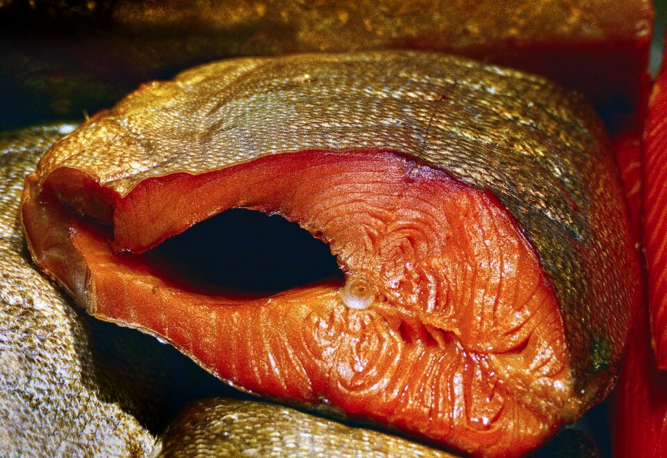 Fillet bone fish anguilla
