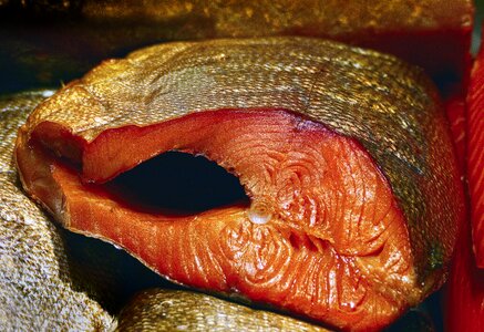Fillet bone fish anguilla