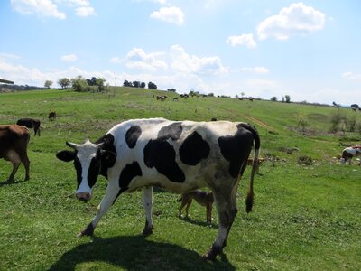 Milk greens animal