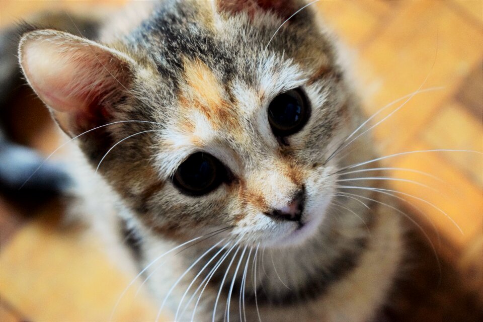 Great eyes cat