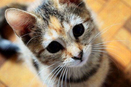 Great eyes cat