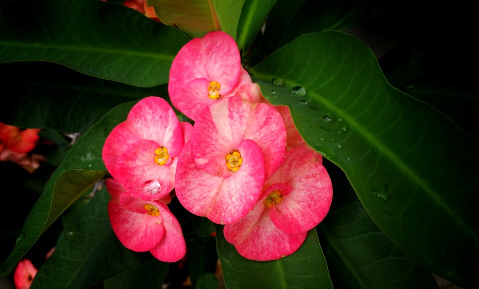 Water drops wet