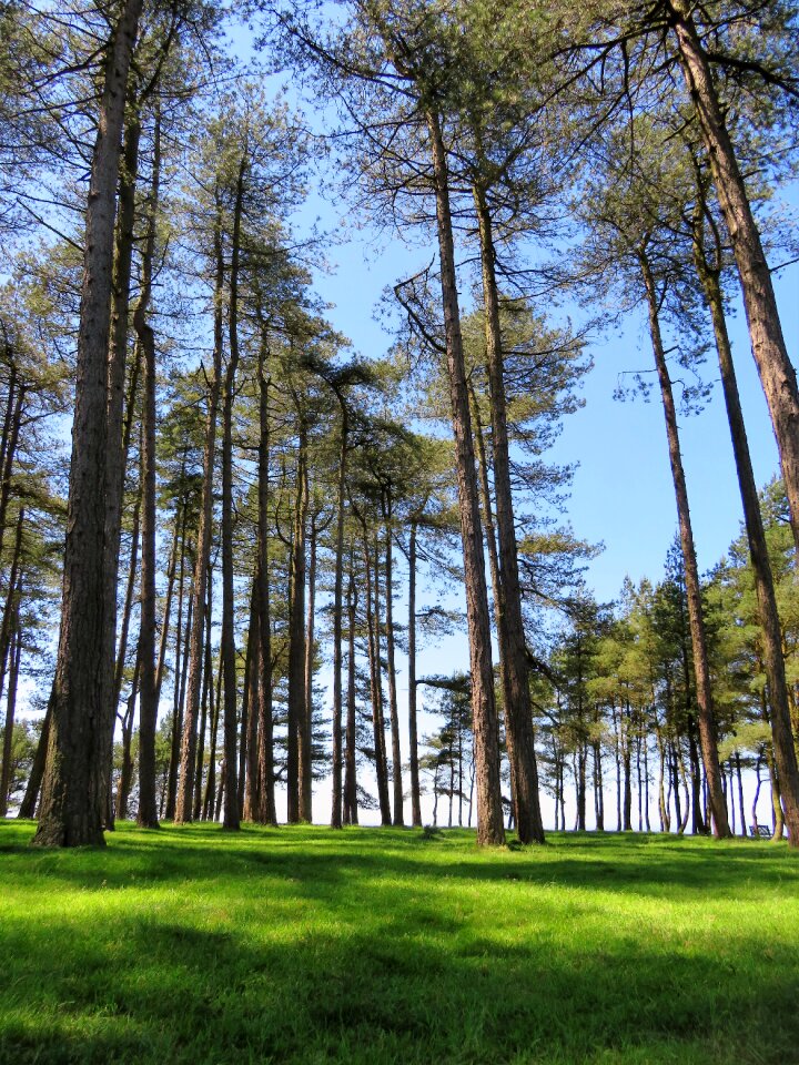 Reaching forest wood
