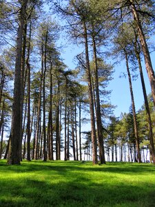 Reaching forest wood