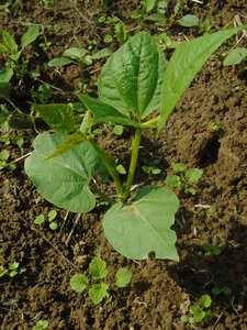 Plant bush bush beans