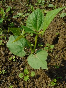 Plant bush bush beans photo