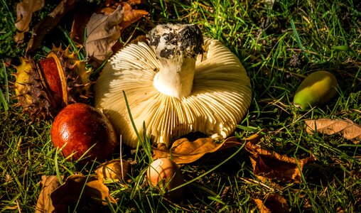 Mushroom seasonal acorn photo