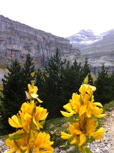Pyrenees flowers mountain