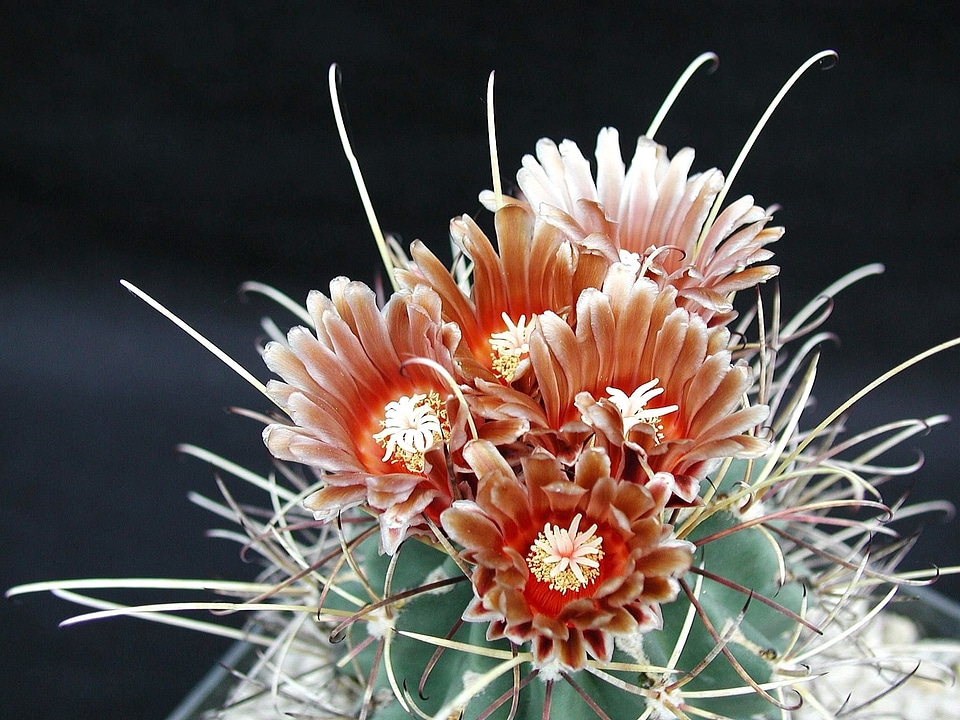 Flora thorn desert