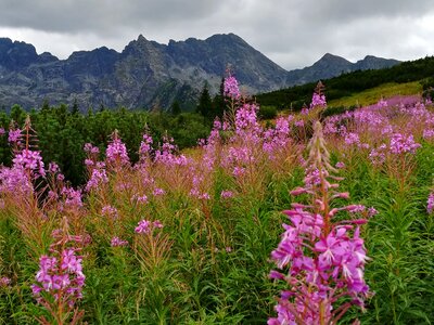 Mountains the high tatras nature