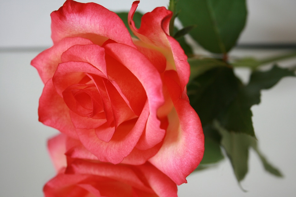 Blossom bloom red rose