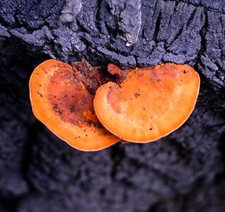 Wild grass fungi orange photo