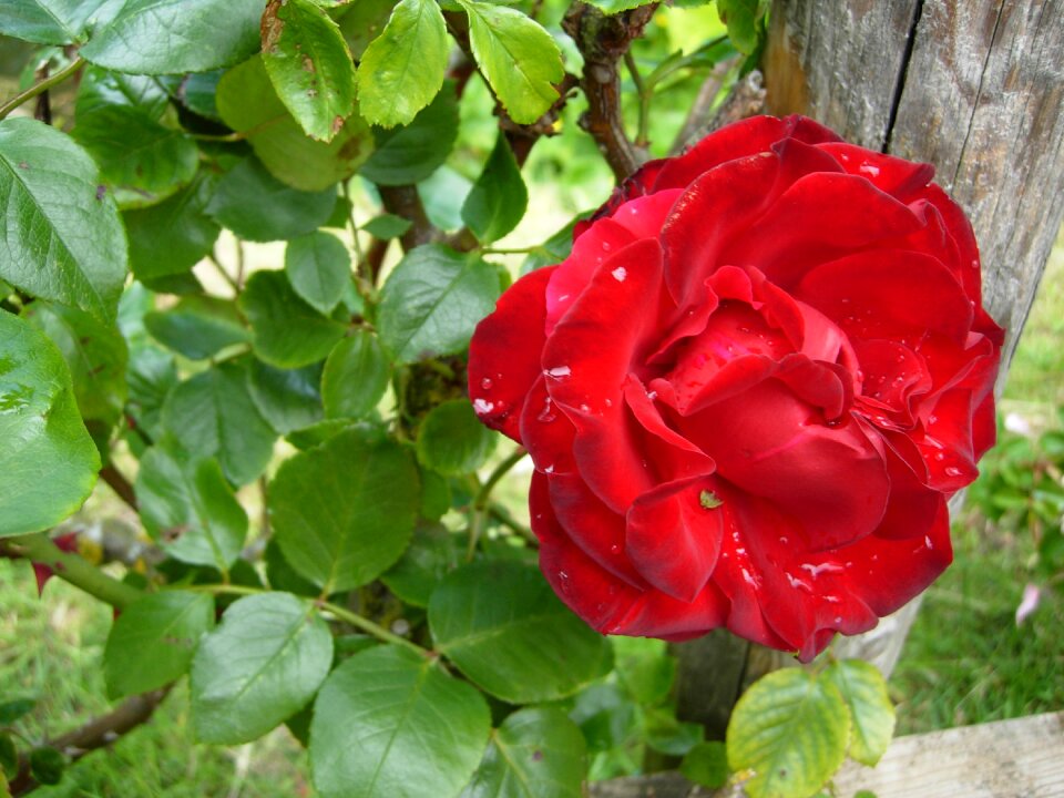 Red rose flower romance