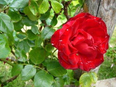 Red rose flower romance photo