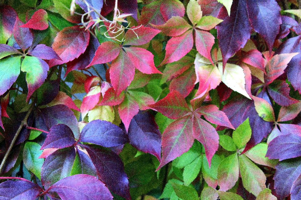 Colors of autumn foliage autumn