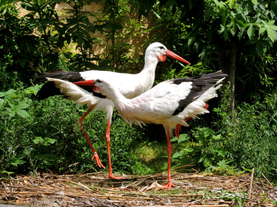 White stork birds animal