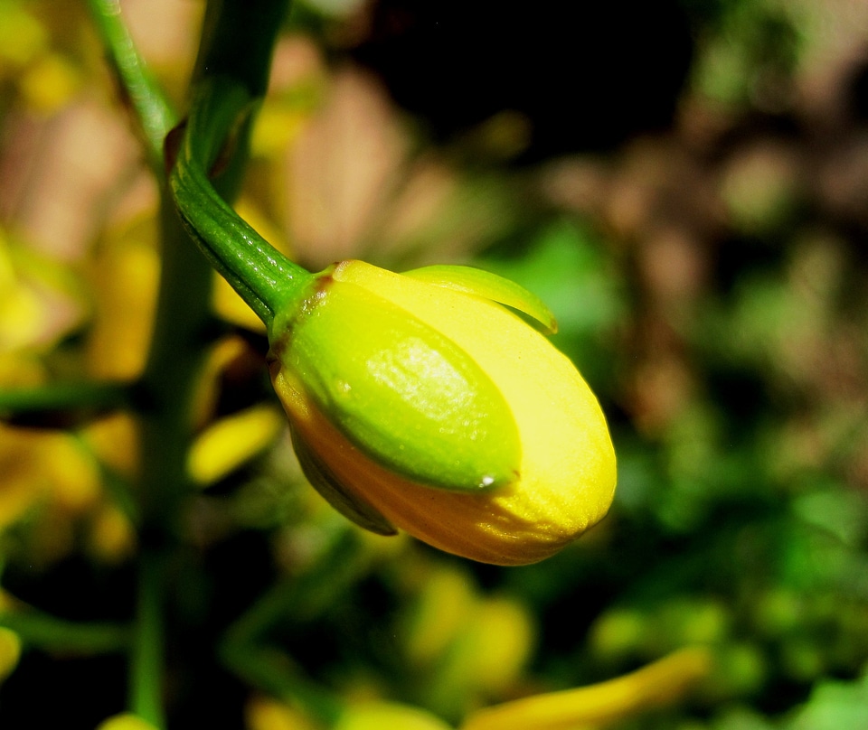 Wildflower floral plant