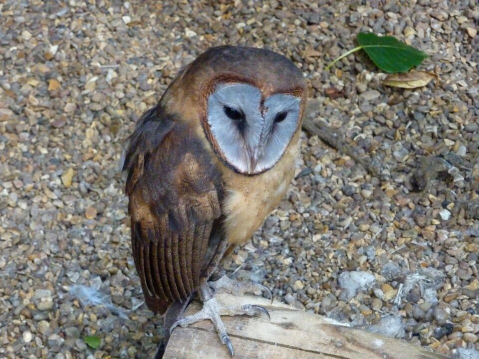 Predator wildlife gray owl