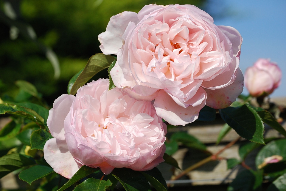 Flower beautiful fragrance