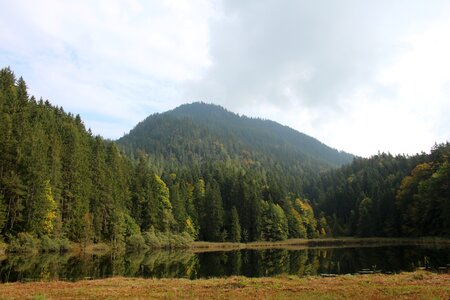 Trees mountain meadow photo